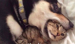 二哈吃瓜娱乐圈小说,娱乐圈的欢乐盛宴